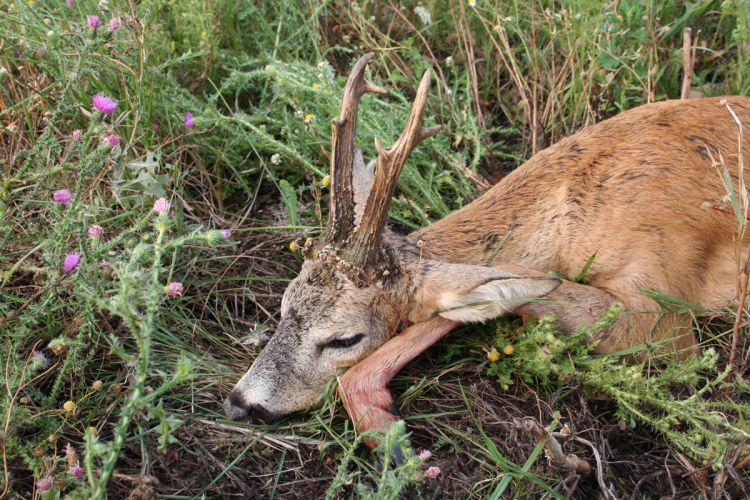 őzbak vadászat, Cigánd